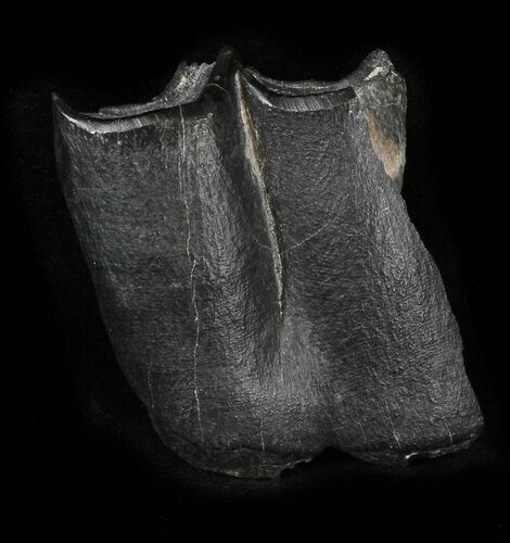 Partial Fossil Rhino Tooth (Teleoceras) - Florida #31717